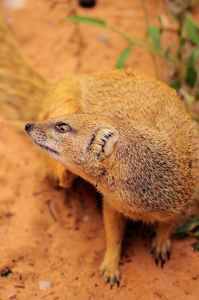 Yellow Mongoose in the sand, Kgalagadi Kalahari desert