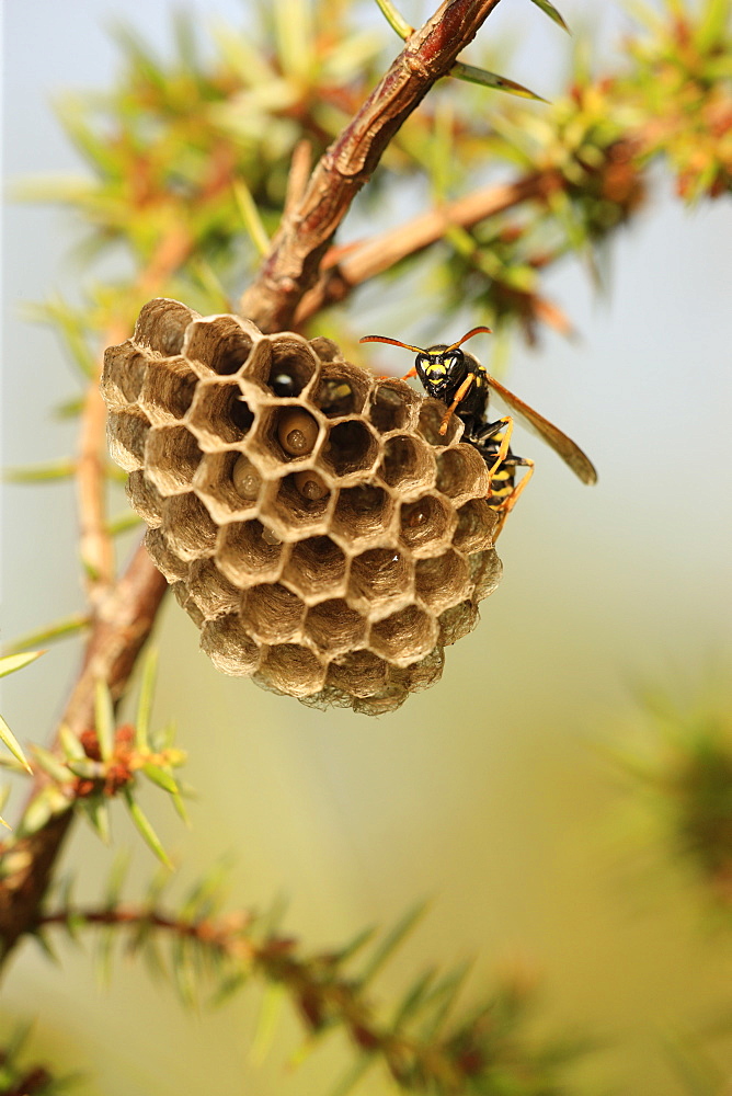 Paper wasp watching over her nest with larvae, France