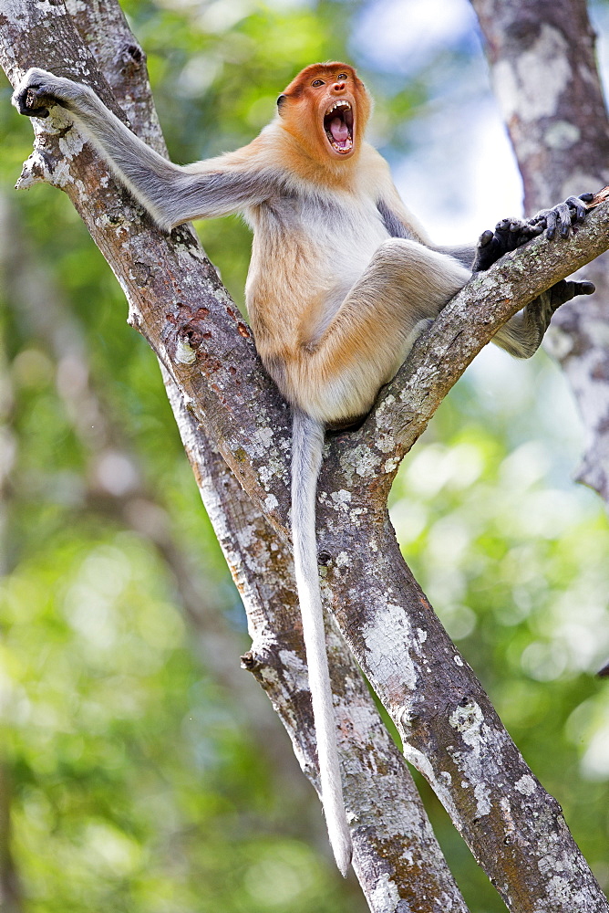 Proboscis Monkey on a branch-Labuk Bay Sabah Borneo Malaysia