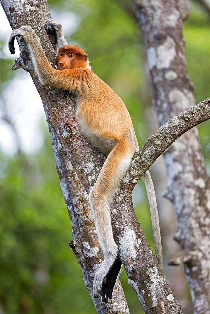 Proboscis Monkey on trunk, Labuk Bay Sabah Borneo Malaysia