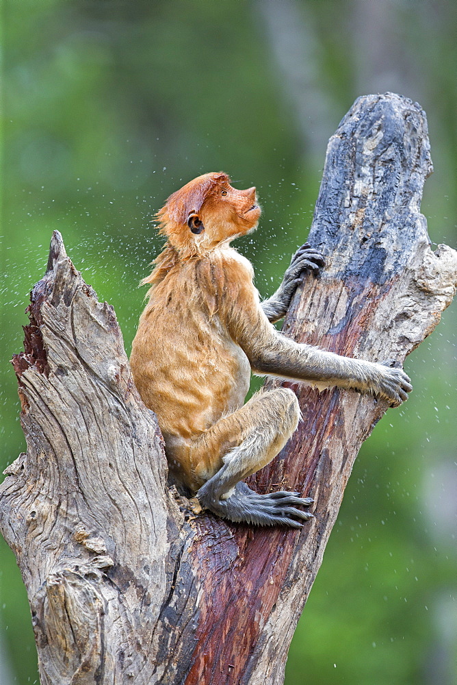 Proboscis Monkey wet, Labuk Bay Sabah Borneo Malaysia