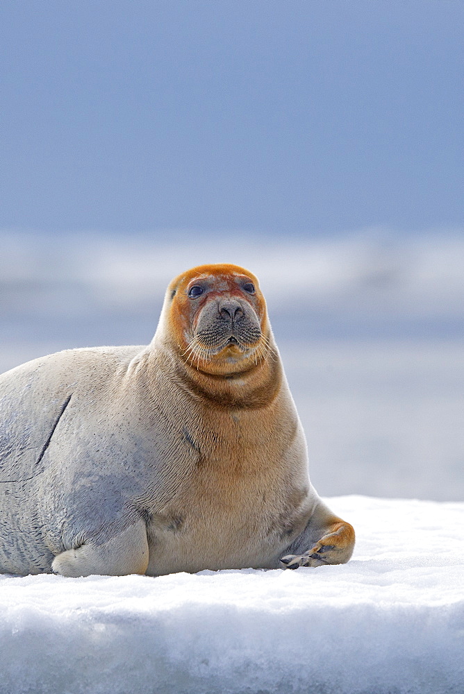 Bearded seal at rest on ice, Barter Island Alaska USA 