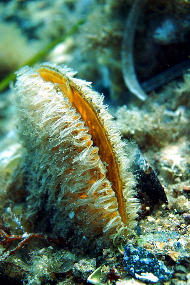 Pen Shell in the reef, Mediterranean Sea France