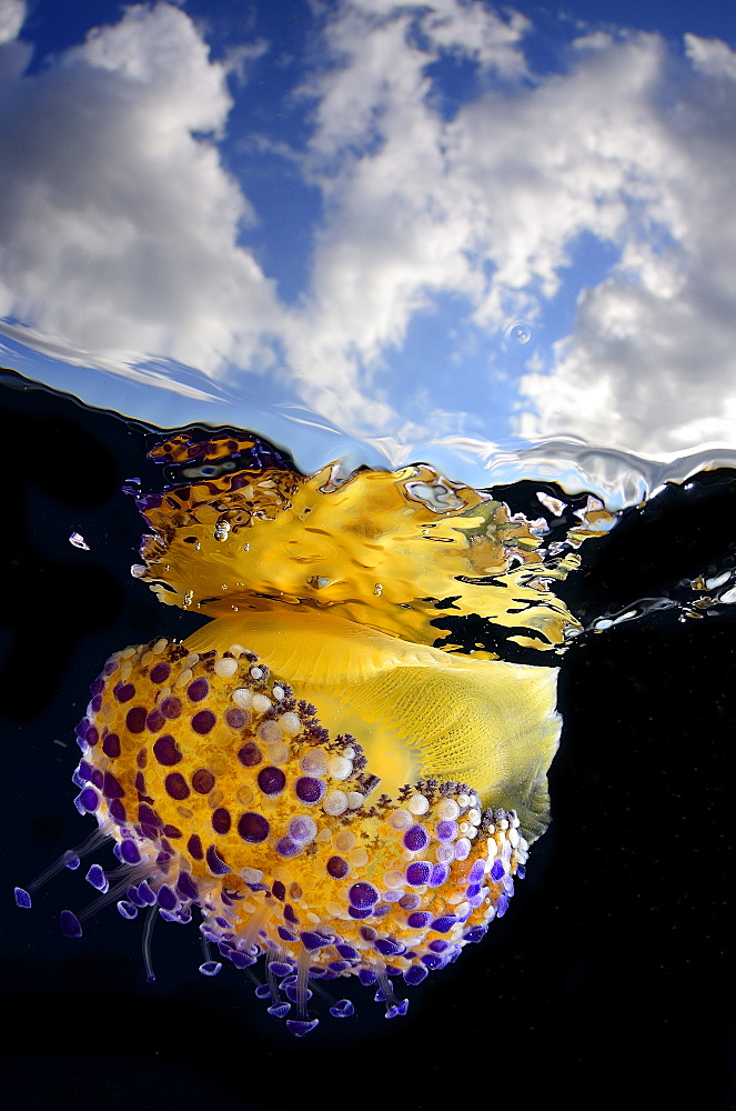 Medusa under the surface of water, Balearic islands