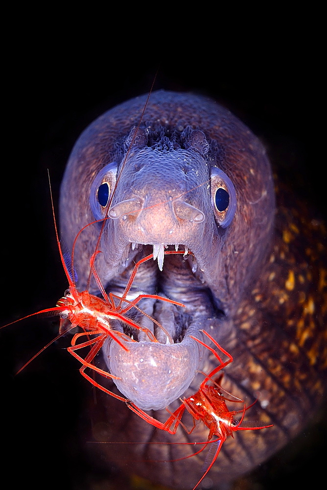 Mediterranean moray and shrimp in the Mediterranean sea