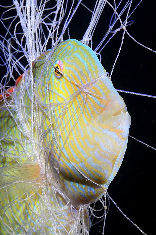 Fish in a fisherman net at night in the Mediterranean sea