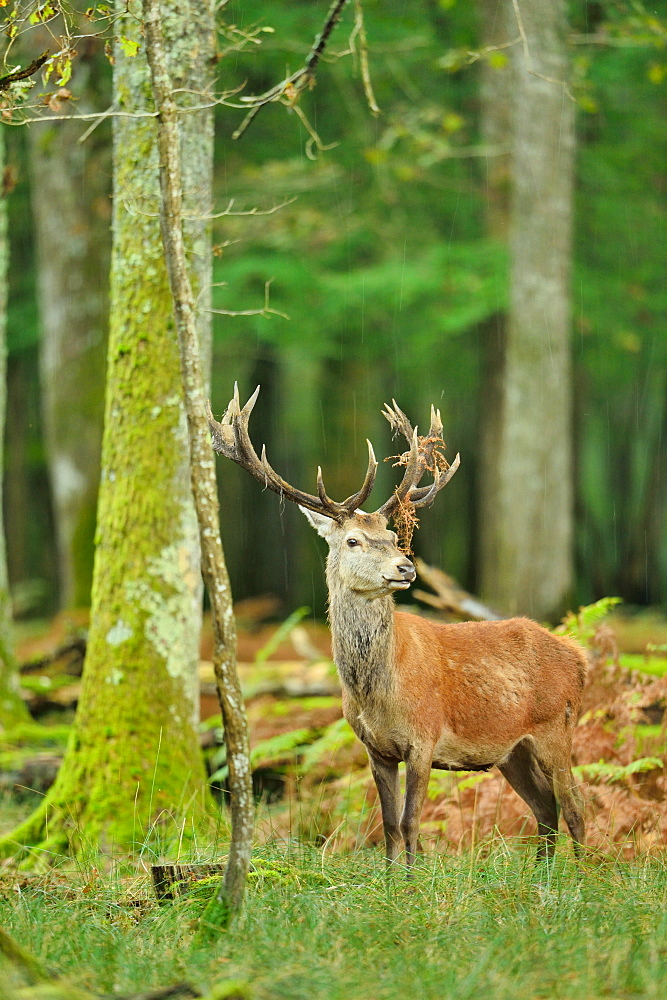 Red deer undergrowth, Boutissaint Burgundy France