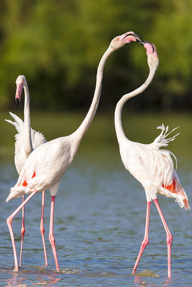 Rosy Greater Flamingos in water, Camargue France