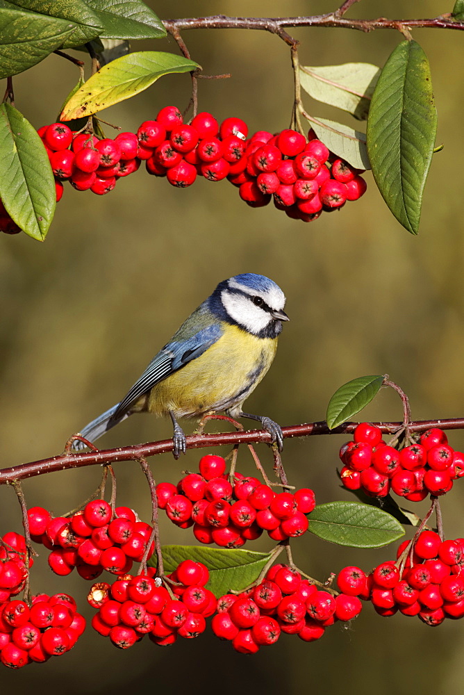 Blue tit on branch of red berries, Midlands UK