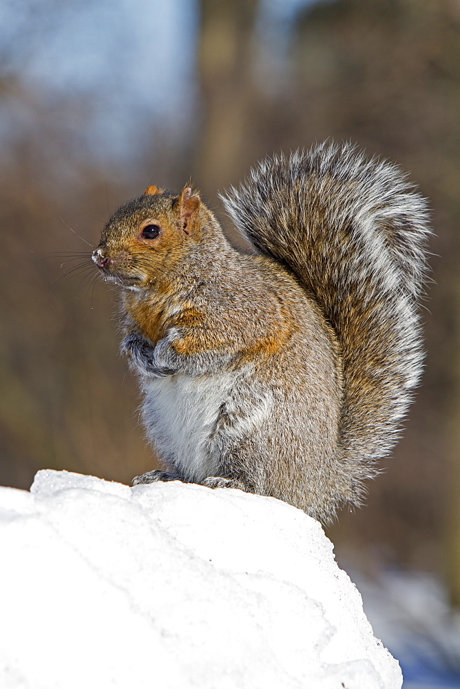 Grey squirrel in winter, Quebec Canada