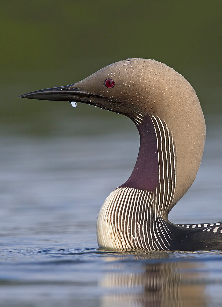 Black-throated Diver in summer, head details, Finland