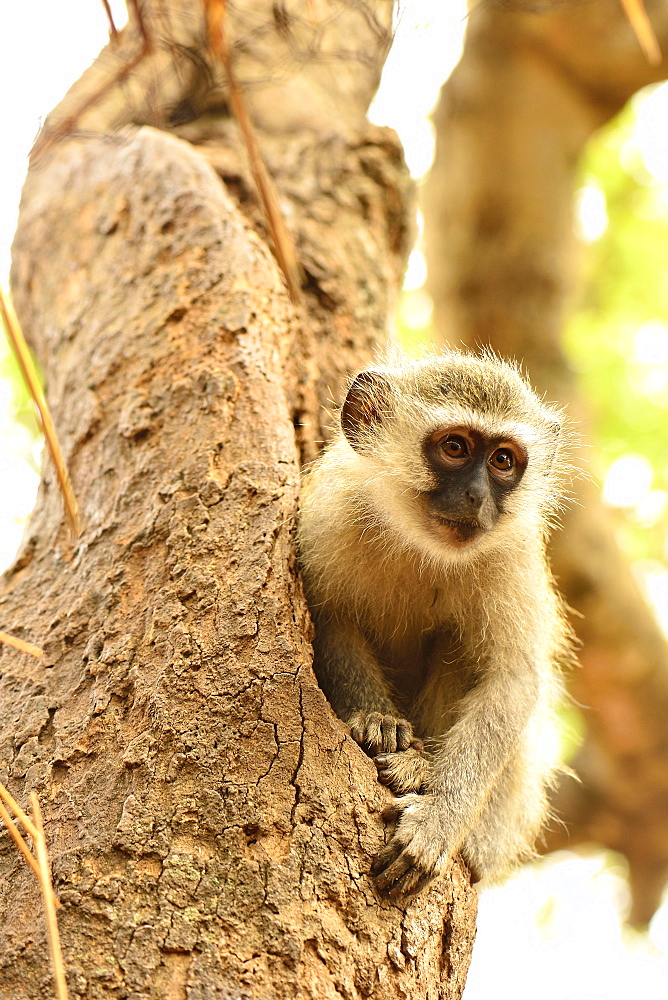 Green Monkey on a trunk, Kruger NP South Africa