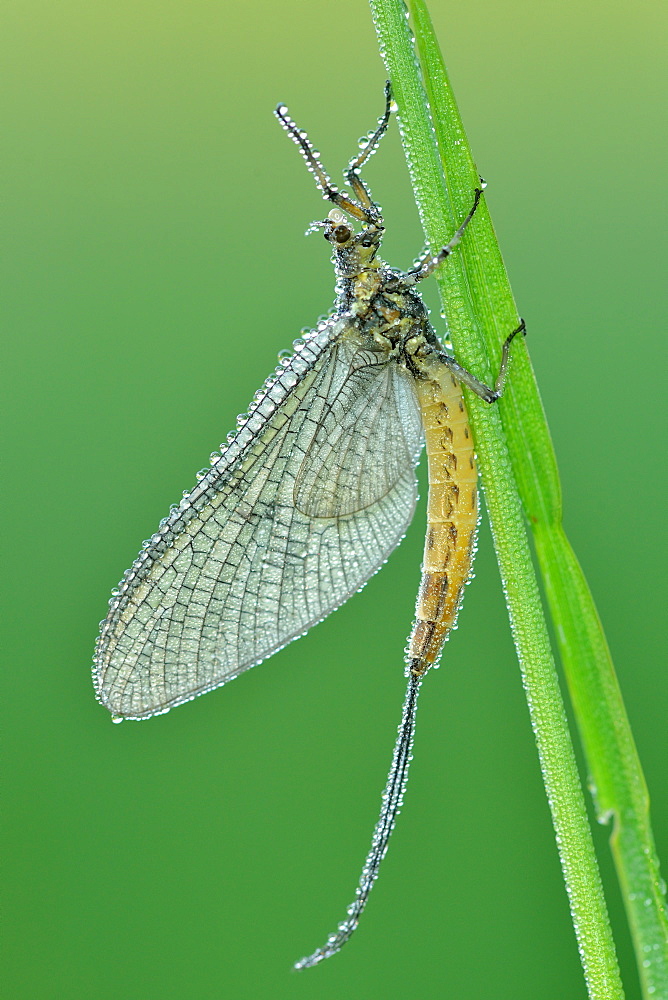 Dewy Mayfly warming, Prairie Fouzon France