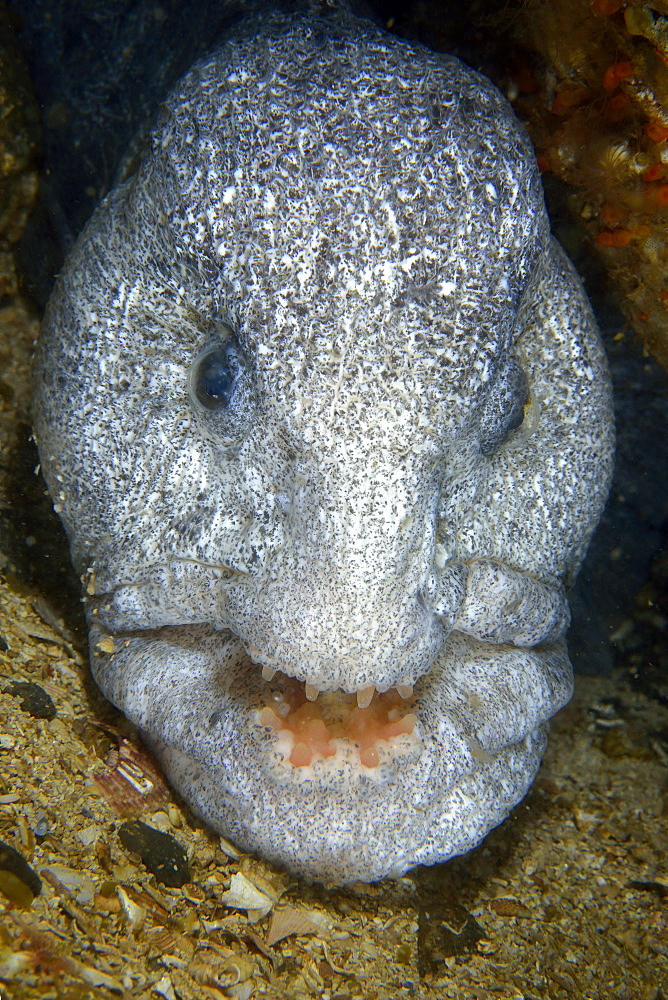 Portrait of Wolf-Eel male, Pacific Ocean Alaska USA