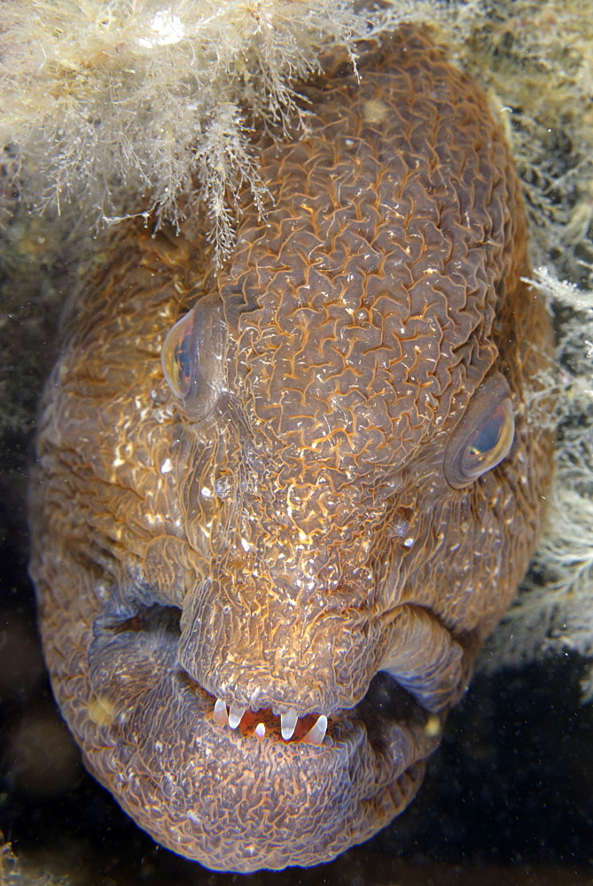 Portrait of Wolf-Eel female, Pacific Ocean Alaska USA