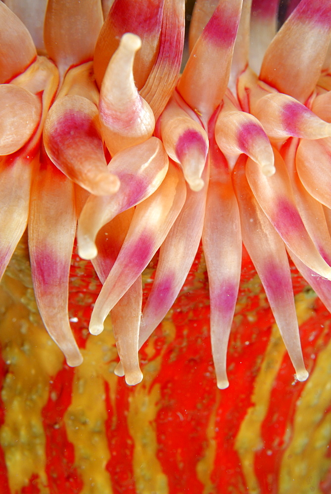 Painted Anemone tentacles, Pacific Ocean Alaska USA