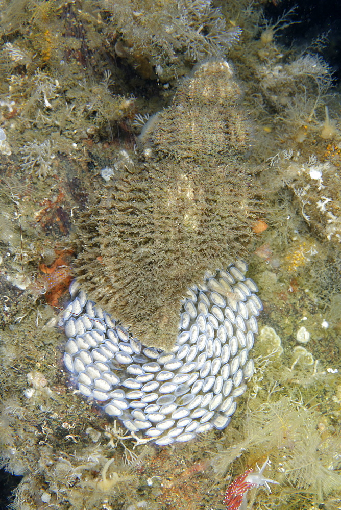 Oregon Triton laying eggs, Pacific Ocean Alaska 