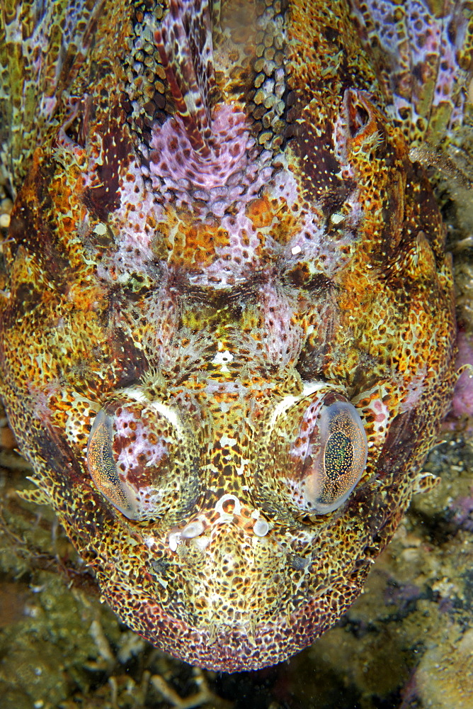 Portrait of Red Irish Lord , Pacific Ocean Alaska