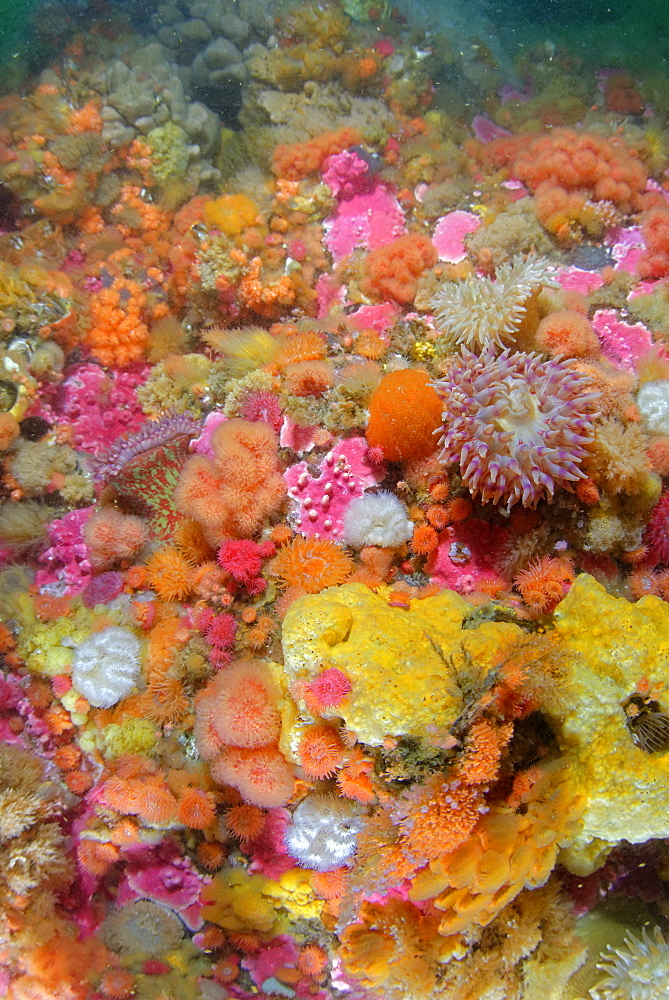 Sea anemone and sponges on the reef, Alaska Pacific Ocean