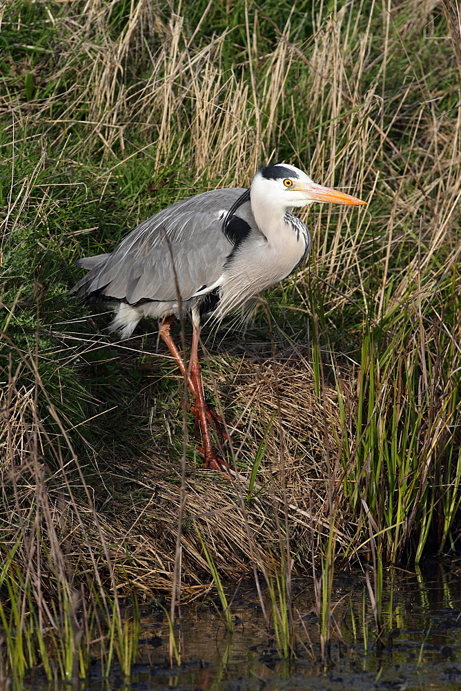 Grey Heron on bank, Marais Breton-VendÃ©en France