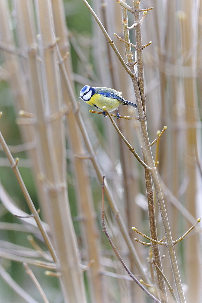 Blue tit on Italian Maple, France