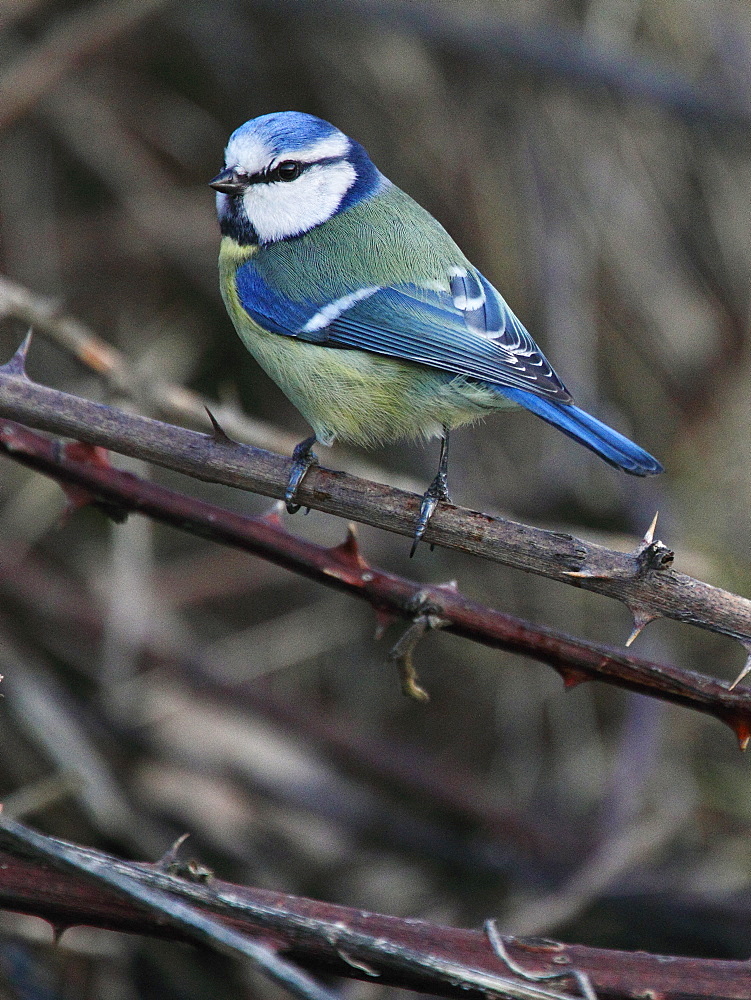 Blue tit on Shrubby Blackberry, France