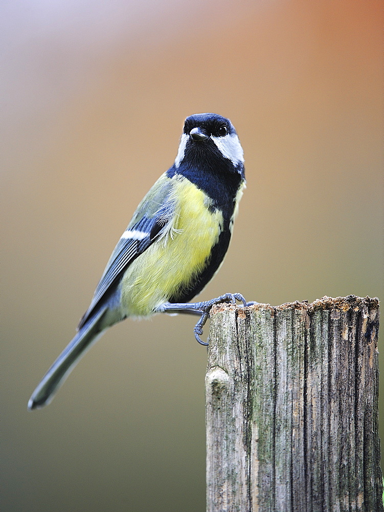 Great Tit on a wooden post, France