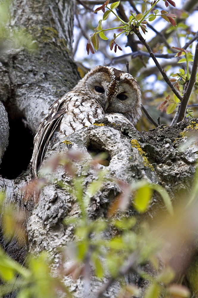 Tawny Owl in Walnut tree, Auvergne France