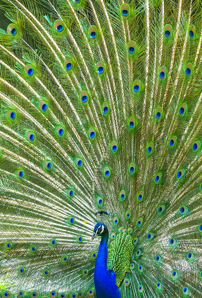 Male Indian Peafowl displaying, Zoo Berlin Germany 