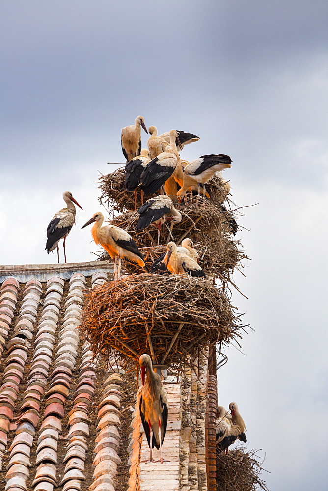 White storks on the Collegiate Church of San Miguel, Spain