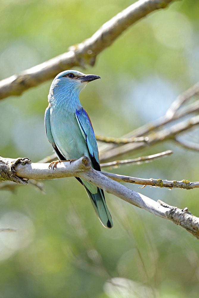 European Roller on a branch, Danube Delta Romania