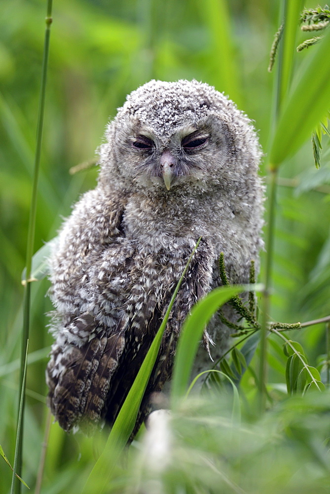 Young Tawny Owl in a reed bed, Danube Delta Romania