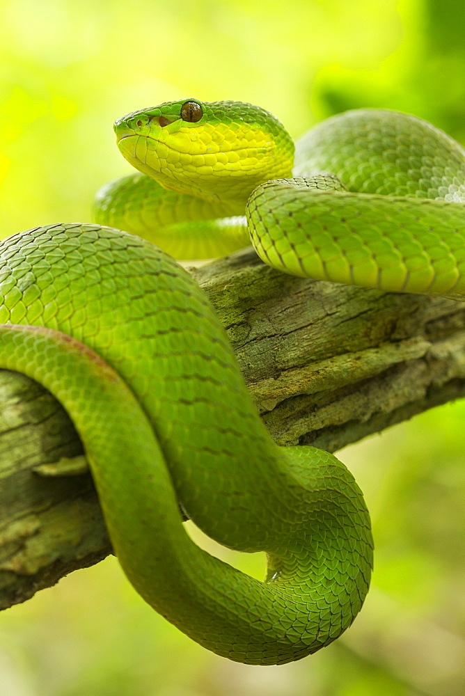 White-lipped Island Pit Viper on a branch, Komodo Indonesia