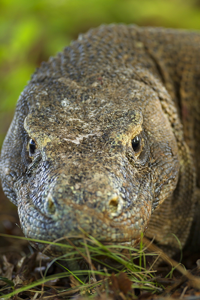 Portrait of Komodo dragon, Komodo Indonesia