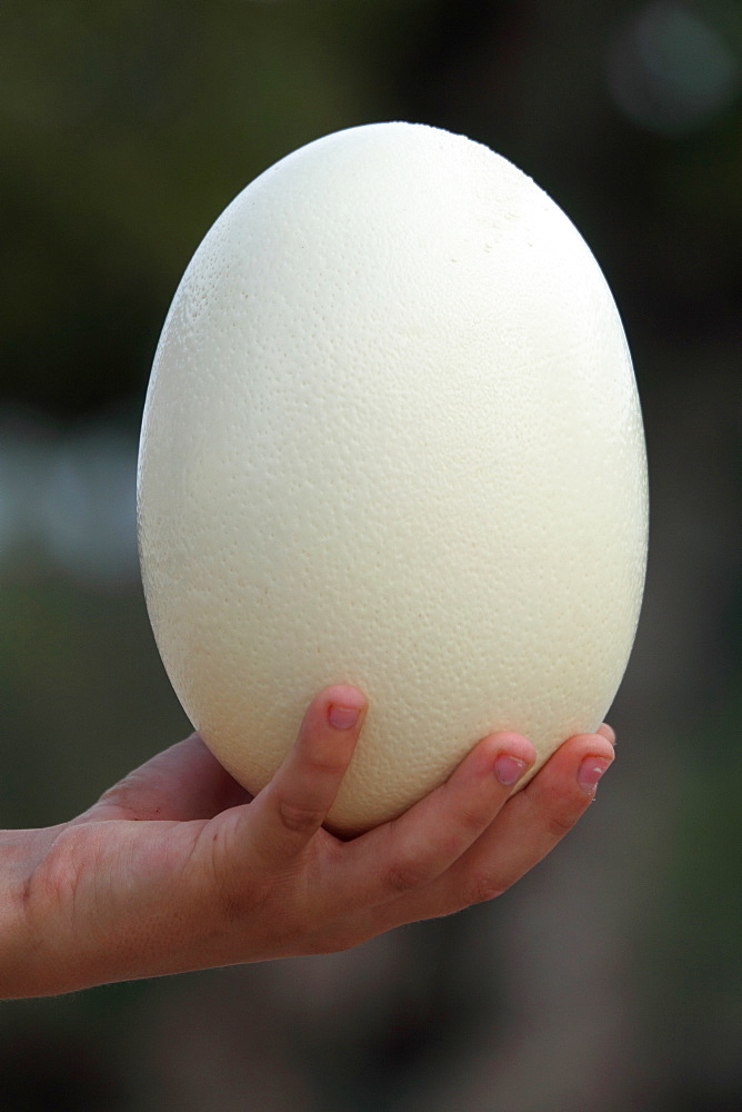 Ostrich egg in the hand of a child, France