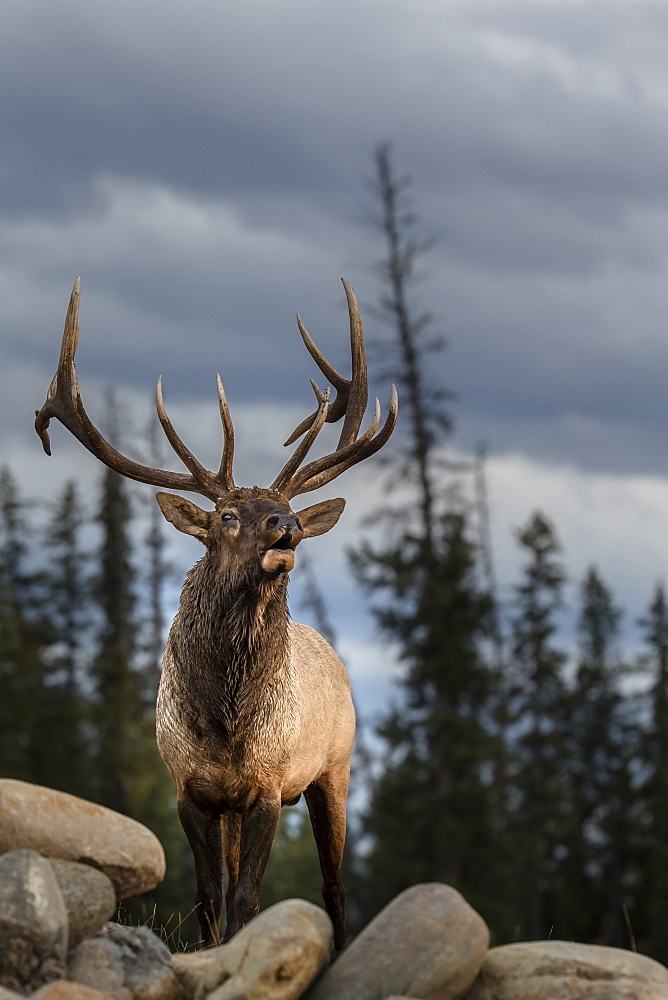 Wapiti bellowing on rock, Jasper Canada