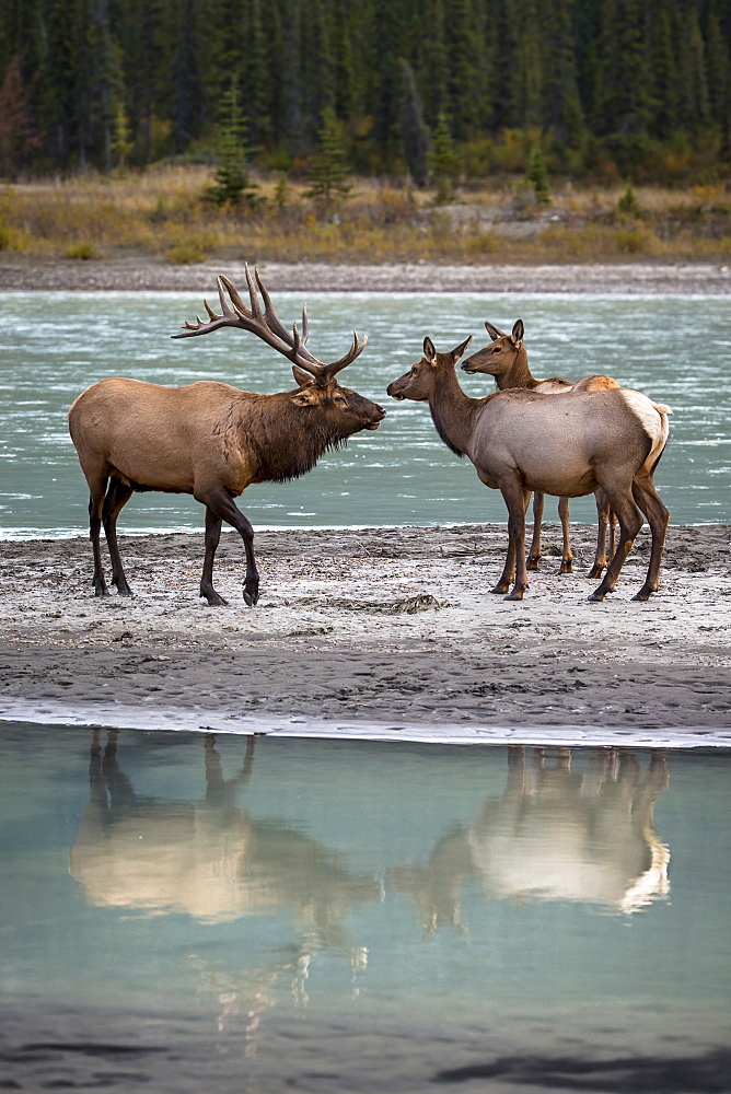 Male Wapiti and hinds on the bank, Jasper Canada 