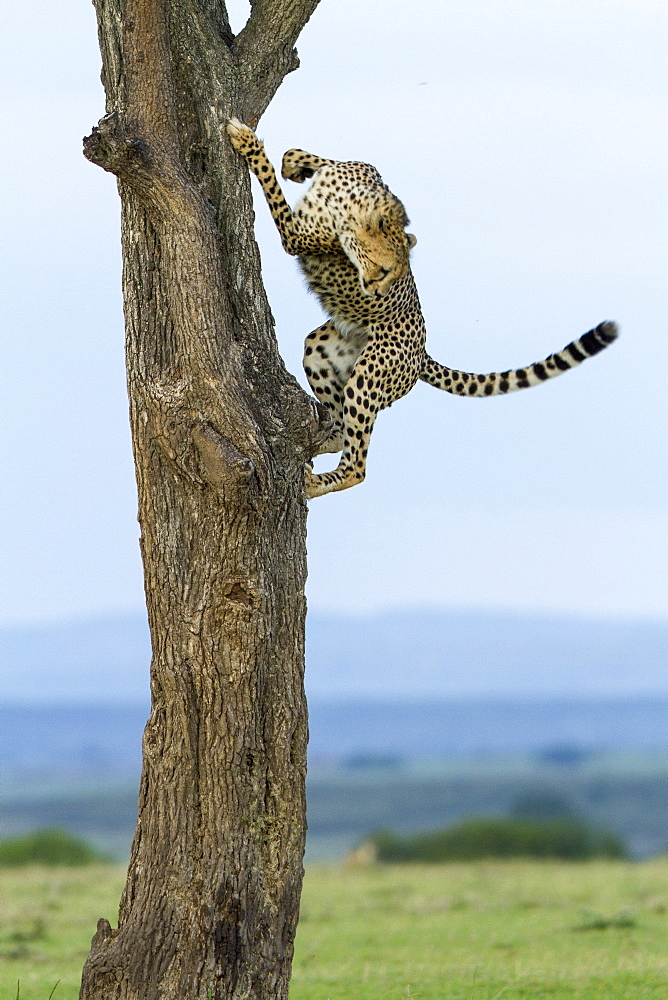 Kenya, Masai-Mara Game Reserve, Cheetah (Acinonyx jubatus), male