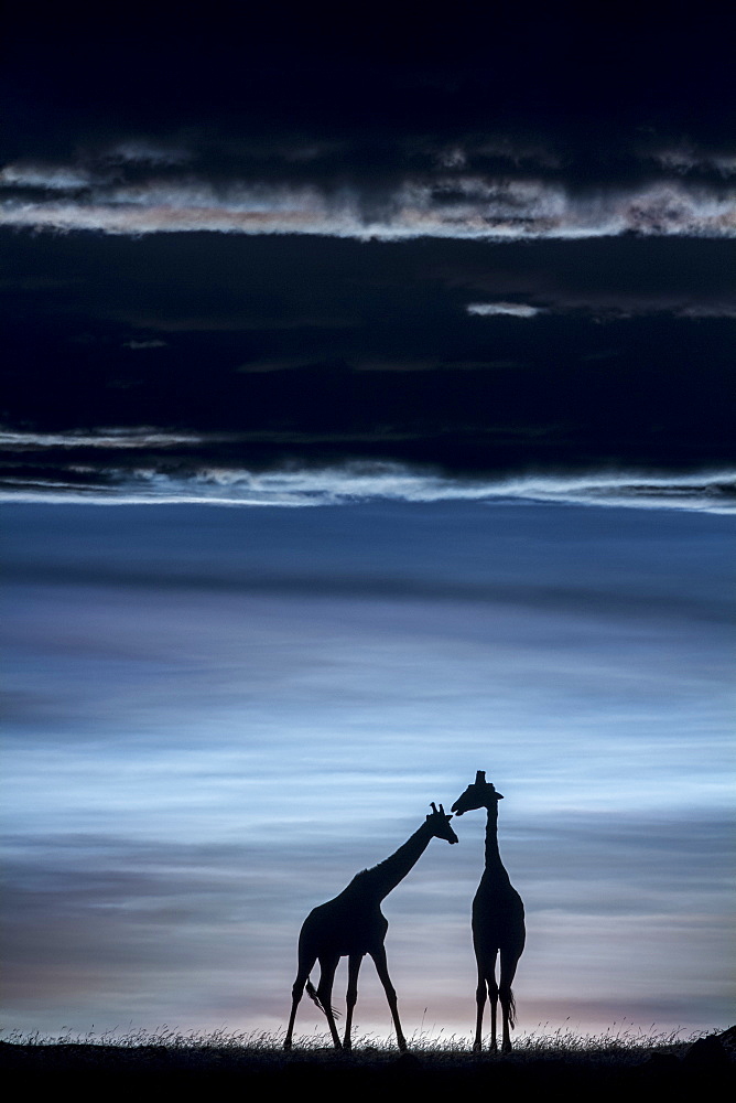 Kenya, Masai-Mara Game Reserve, Girafe masai (Giraffa camelopardalis), at sunrise