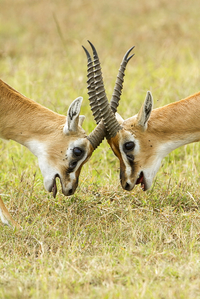 Kenya, Masai-Mara game reserve, Thomson's gazella (Gazella Thomsonii), males fighting