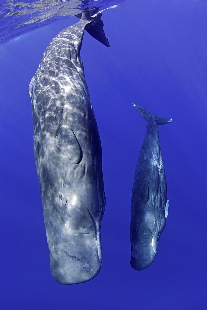 Mother and calf sperm whale, Physeter macrocephalus, Vulnerable (IUCN), Dominica, Caribbean Sea, Atlantic Ocean. Photo taken under permit n°RP 13/365 W-03.