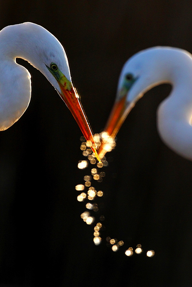 2 grandes aigrettes en contre-jour, des gouttes d'eau s'écoulent du bec en pluie dorée.