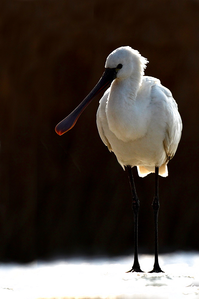 Eurasian Spoonbill ( Platalea leucorodia ) on snow in winter , Hungary