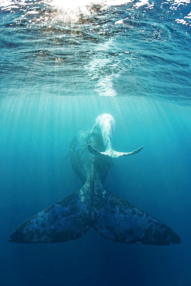 White southern right whale calf swimming with its mother, Port St-Johns, South Africa