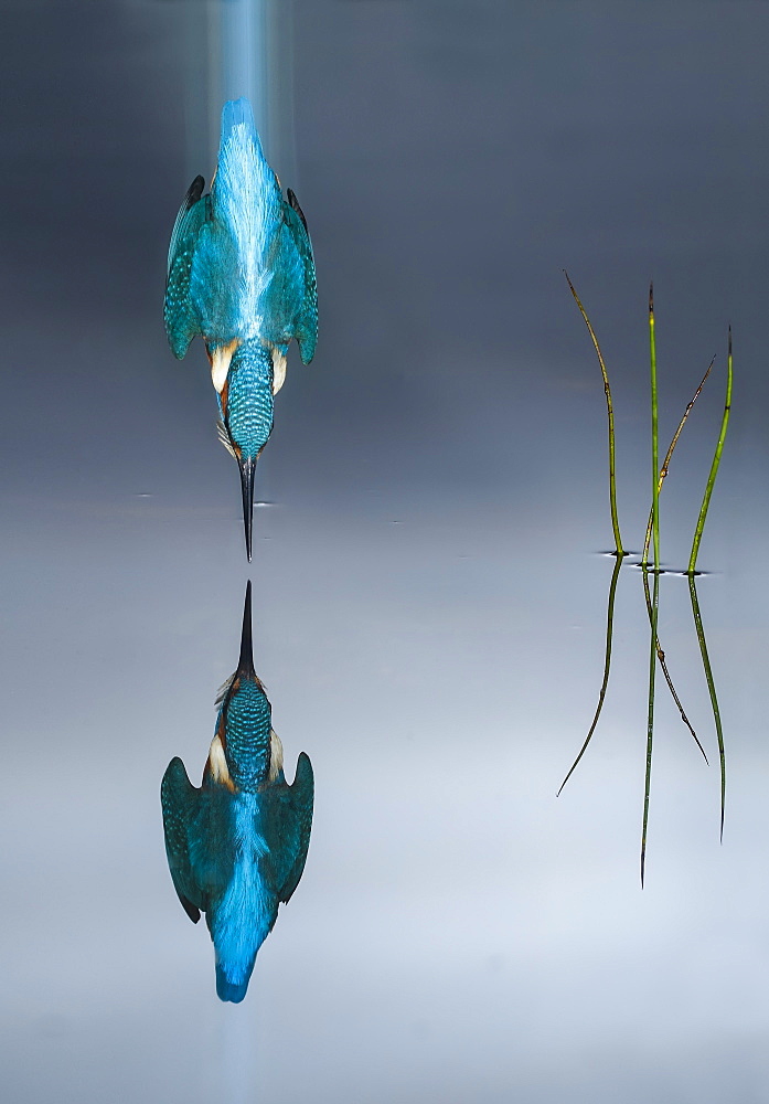 Common Kingfisher (Alcedo atthis) in dive flight and reflection, Salamanca, Castilla y León, Spain