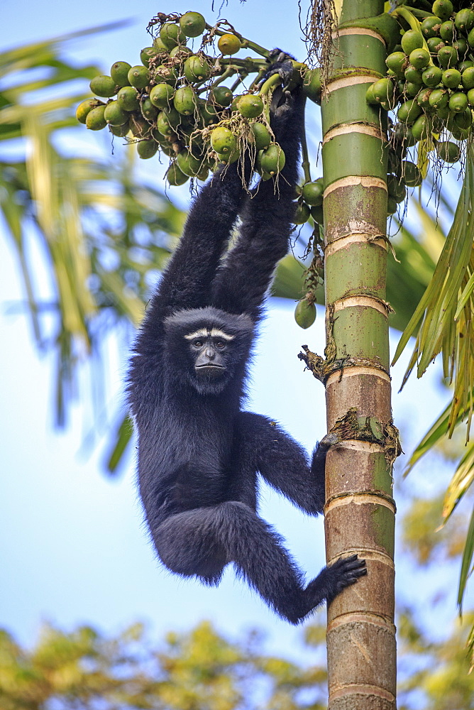 Western hoolock gibbon (Hoolock hoolock), male on a trunk, Gumti wildlife sanctuary, Tripura state, India