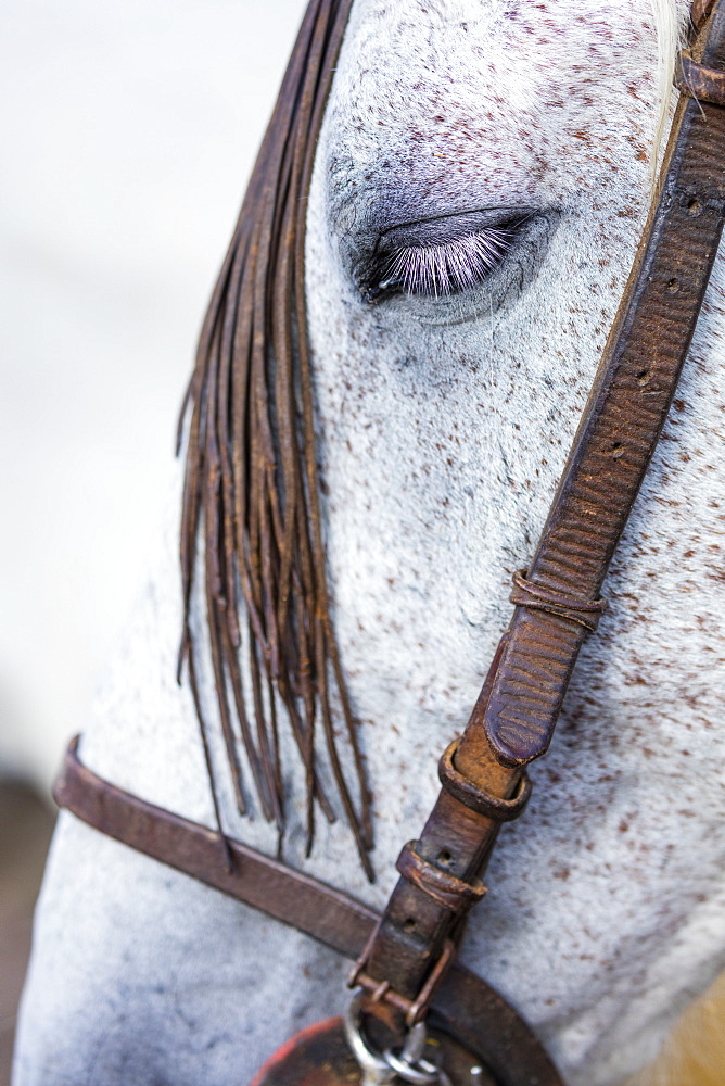 Horse, Horse riding, Sierra de Gredos, Avila, Castilla y Le?n, Spain, Europe