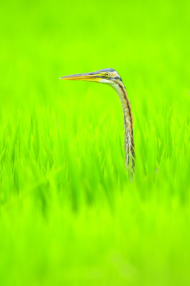 Purple Heron (Ardea purpurea)