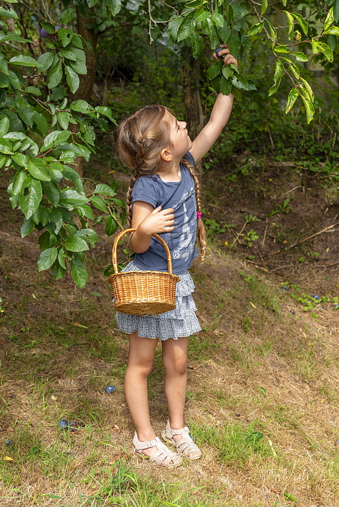 Girl picking 'Stanley' plums, summer, Alsace, France