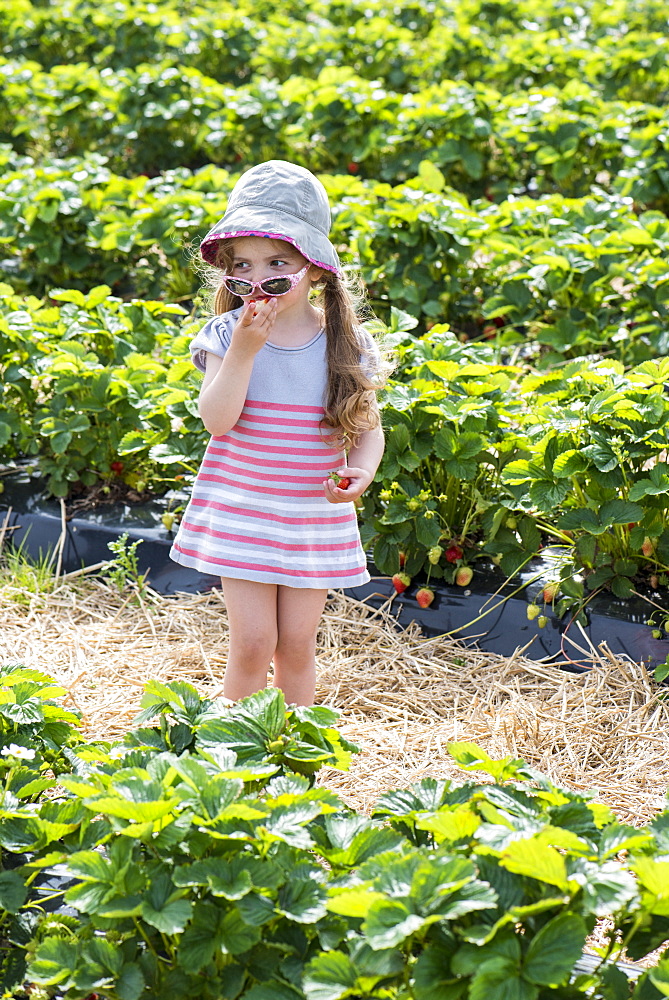 Girl eating strawberries in the middle of a field of strawberries, spring, Pas de Calais, France